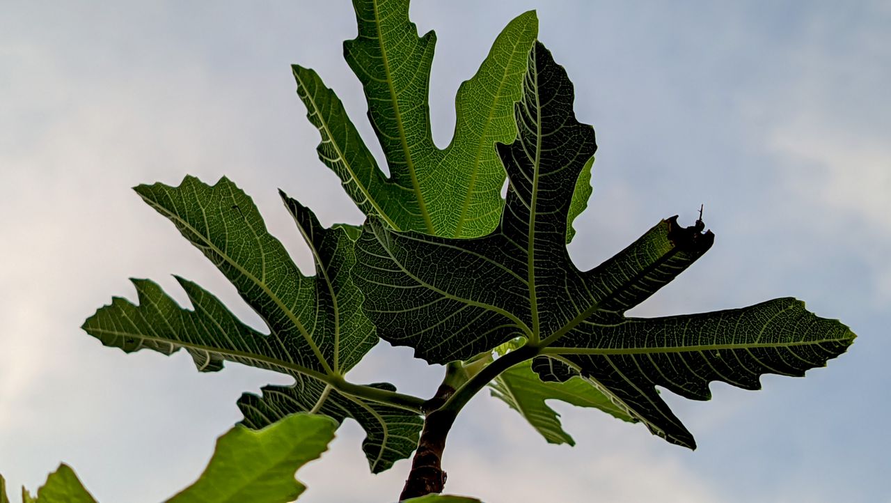 Macro photograph of the ingredients in Midnight Fig