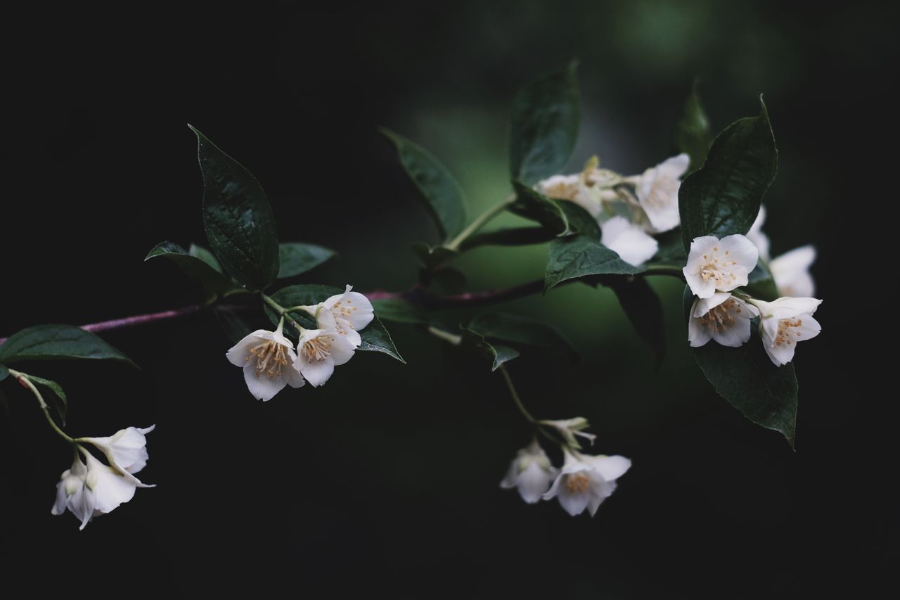 Macro photograph of the ingredients in Paper Jasmine